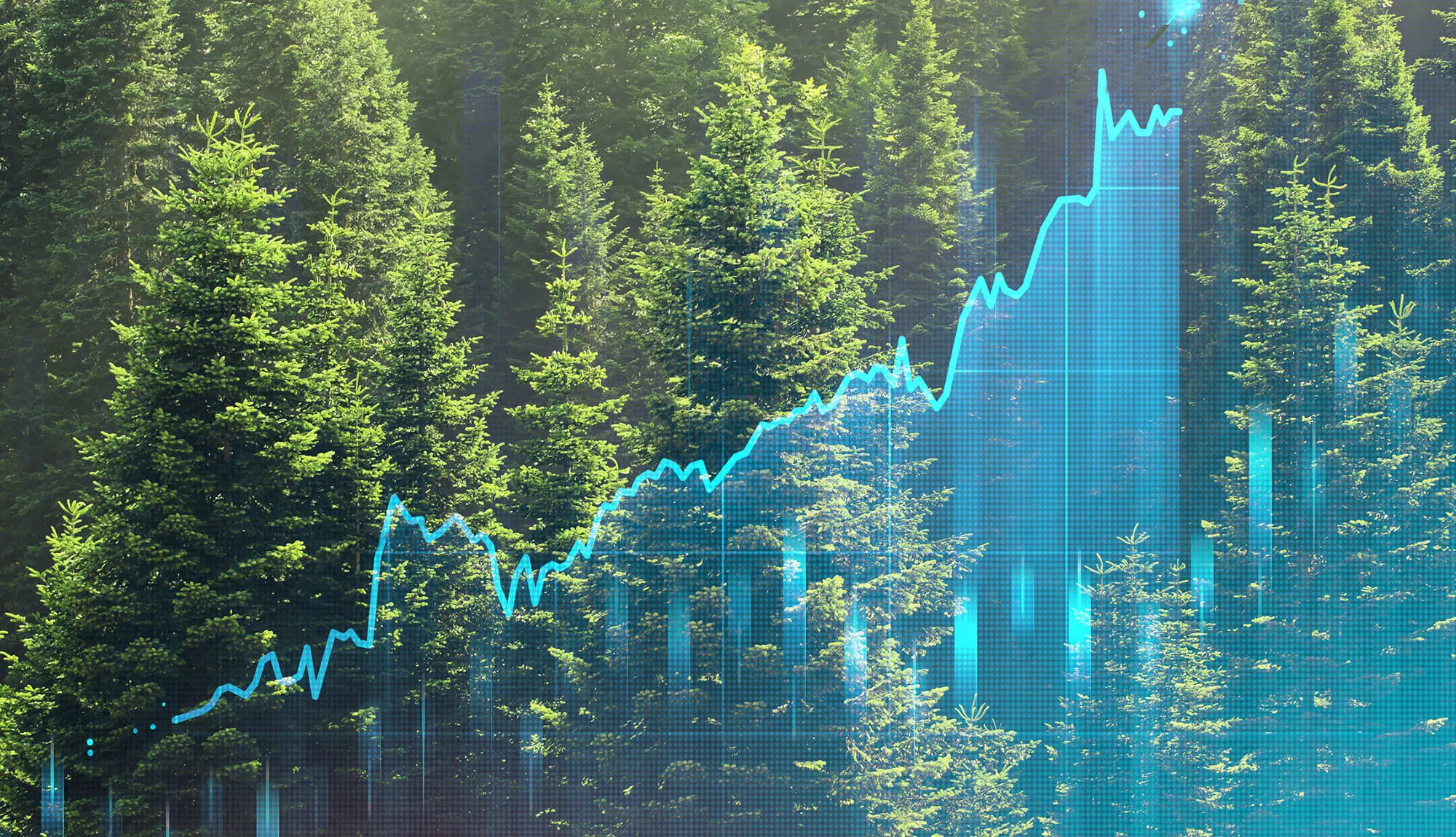 transaction-based lumber price report